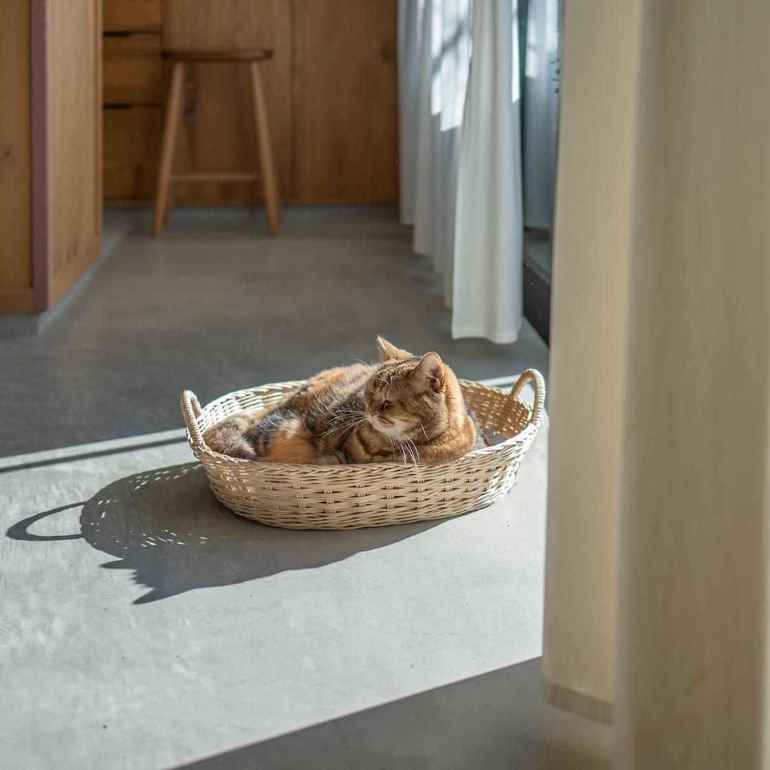 <img class='new_mark_img1' src='https://img.shop-pro.jp/img/new/icons57.gif' style='border:none;display:inline;margin:0px;padding:0px;width:auto;' />ڥ 륭åȥ٥å / moily  NECOTO