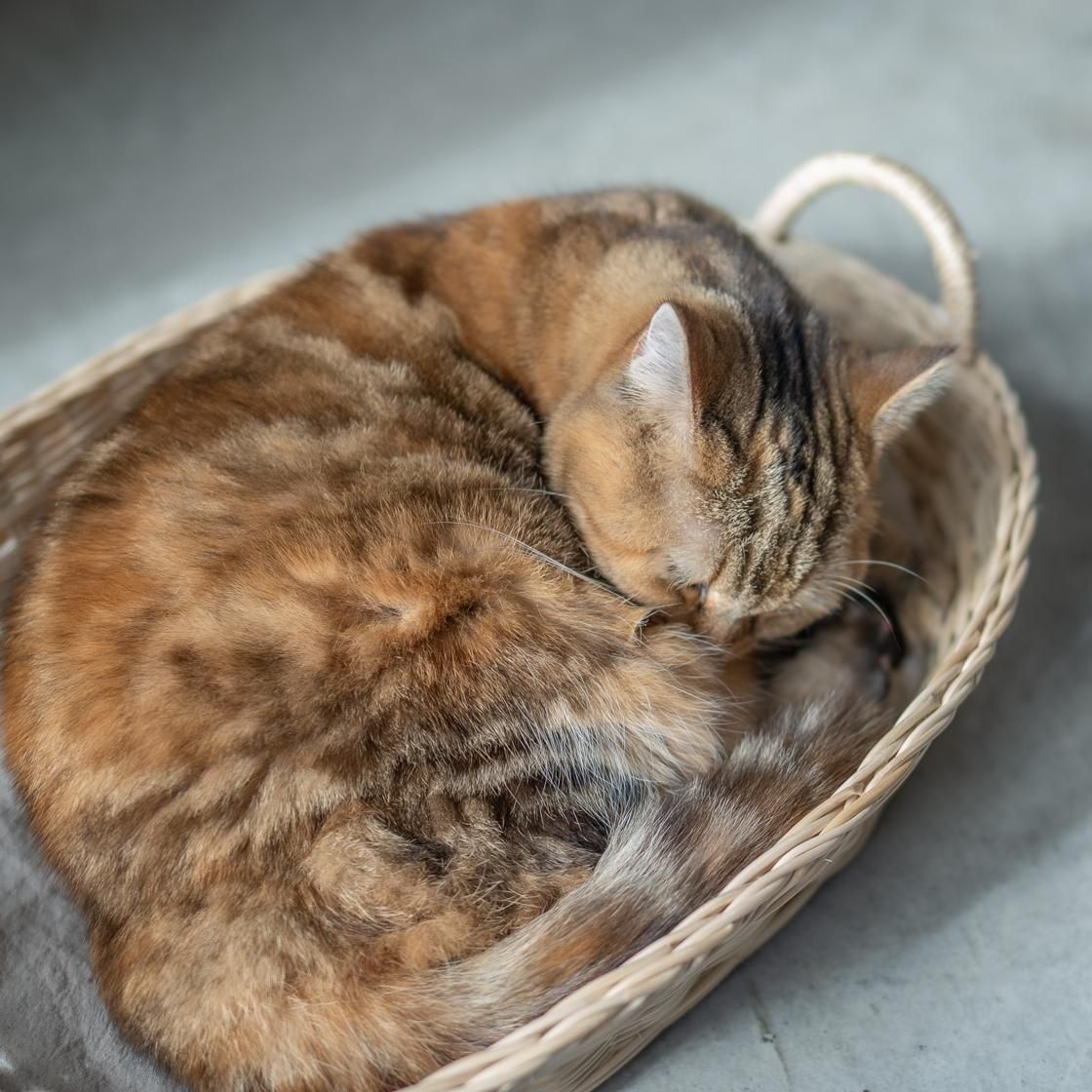 <img class='new_mark_img1' src='https://img.shop-pro.jp/img/new/icons57.gif' style='border:none;display:inline;margin:0px;padding:0px;width:auto;' />ڥ 륭åȥ٥å / moily  NECOTO