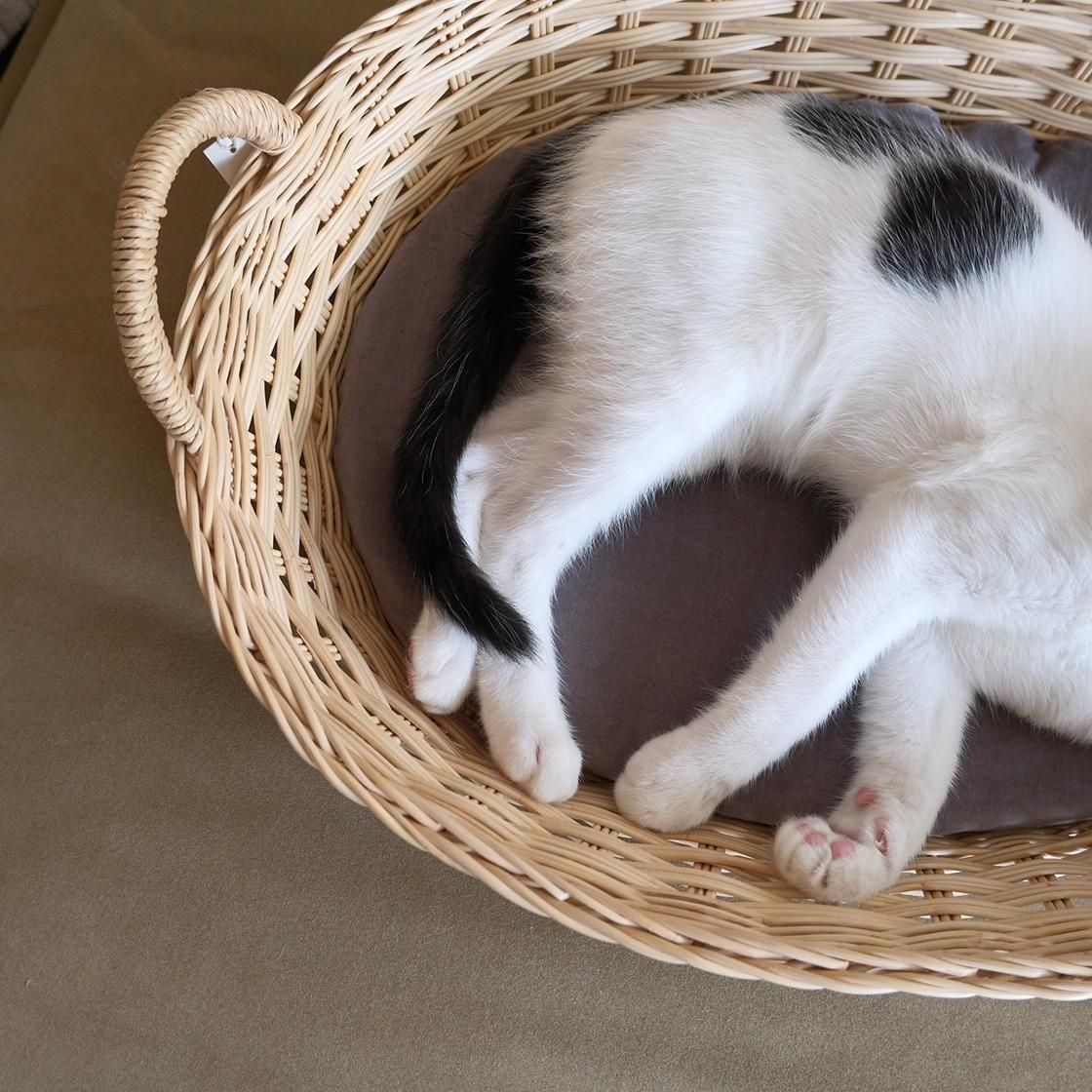 <img class='new_mark_img1' src='https://img.shop-pro.jp/img/new/icons57.gif' style='border:none;display:inline;margin:0px;padding:0px;width:auto;' />NECOTO Х ޥޥå