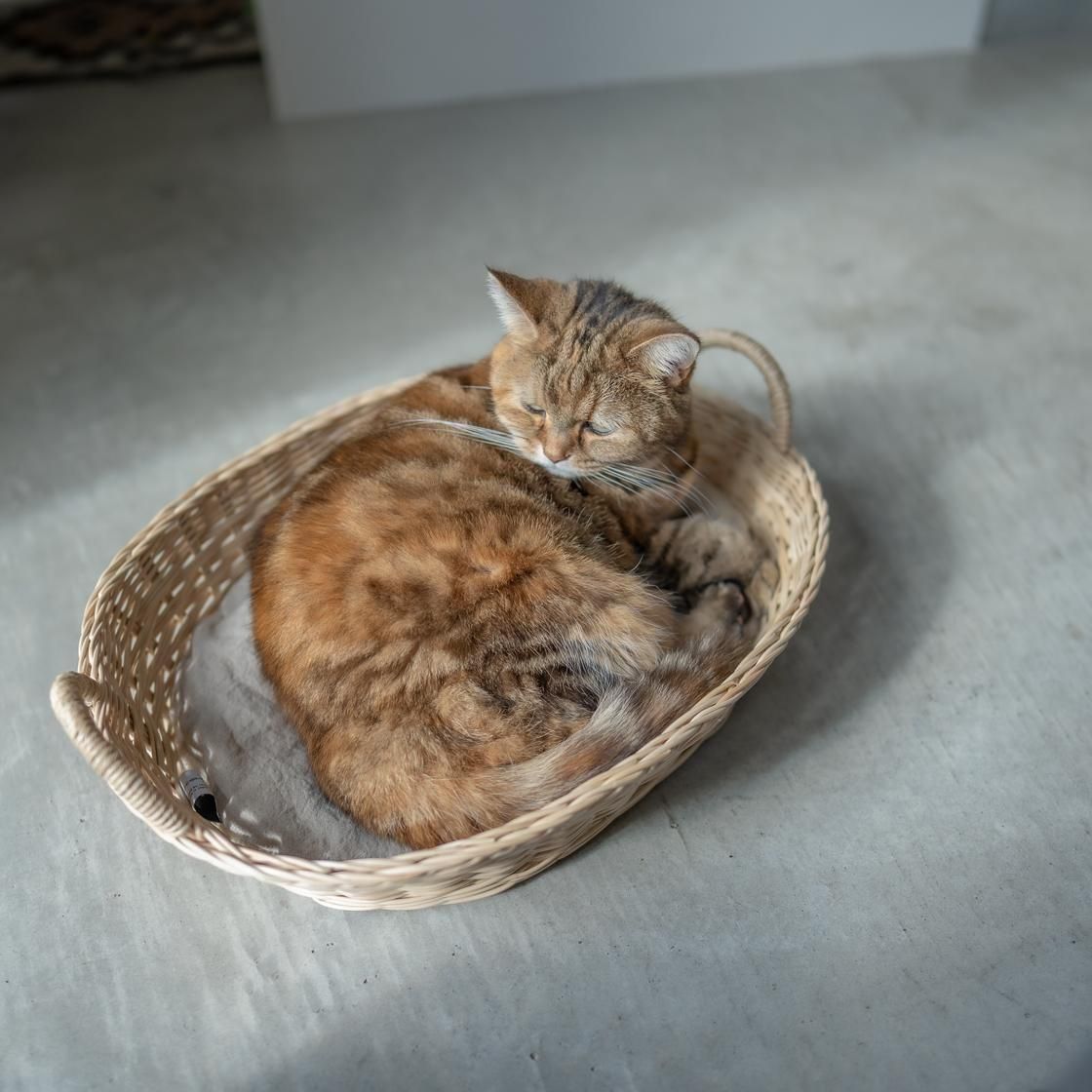 <img class='new_mark_img1' src='https://img.shop-pro.jp/img/new/icons57.gif' style='border:none;display:inline;margin:0px;padding:0px;width:auto;' />NECOTO Х ޥޥå