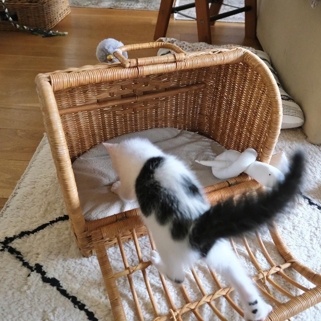 <img class='new_mark_img1' src='https://img.shop-pro.jp/img/new/icons57.gif' style='border:none;display:inline;margin:0px;padding:0px;width:auto;' />NECOTO Х ޥޥå