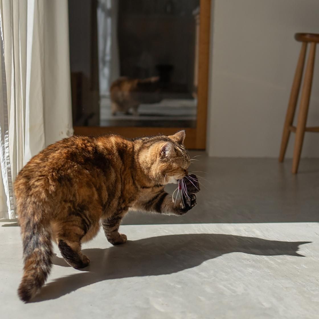 <img class='new_mark_img1' src='https://img.shop-pro.jp/img/new/icons57.gif' style='border:none;display:inline;margin:0px;padding:0px;width:auto;' />Canele wool toy2set / 1007.  NECOTO
