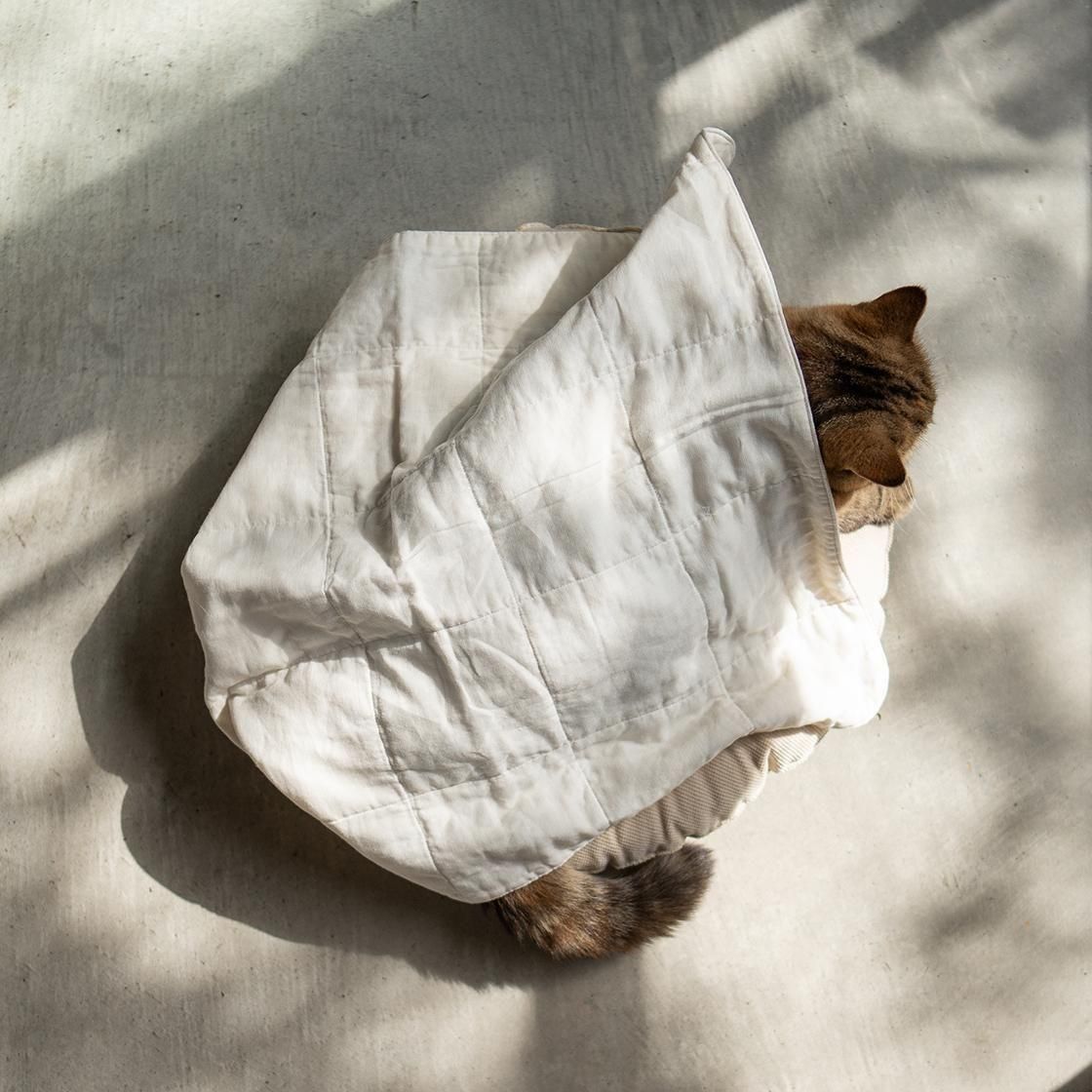 Τ䤵 ֥륬Υȥå For Cat