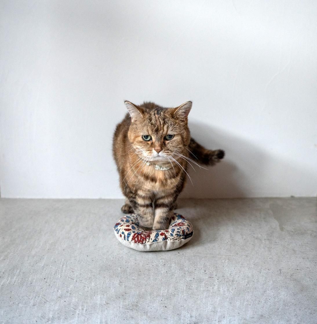 <img class='new_mark_img1' src='https://img.shop-pro.jp/img/new/icons5.gif' style='border:none;display:inline;margin:0px;padding:0px;width:auto;' />SUSTAINYA petit OZABUǭ