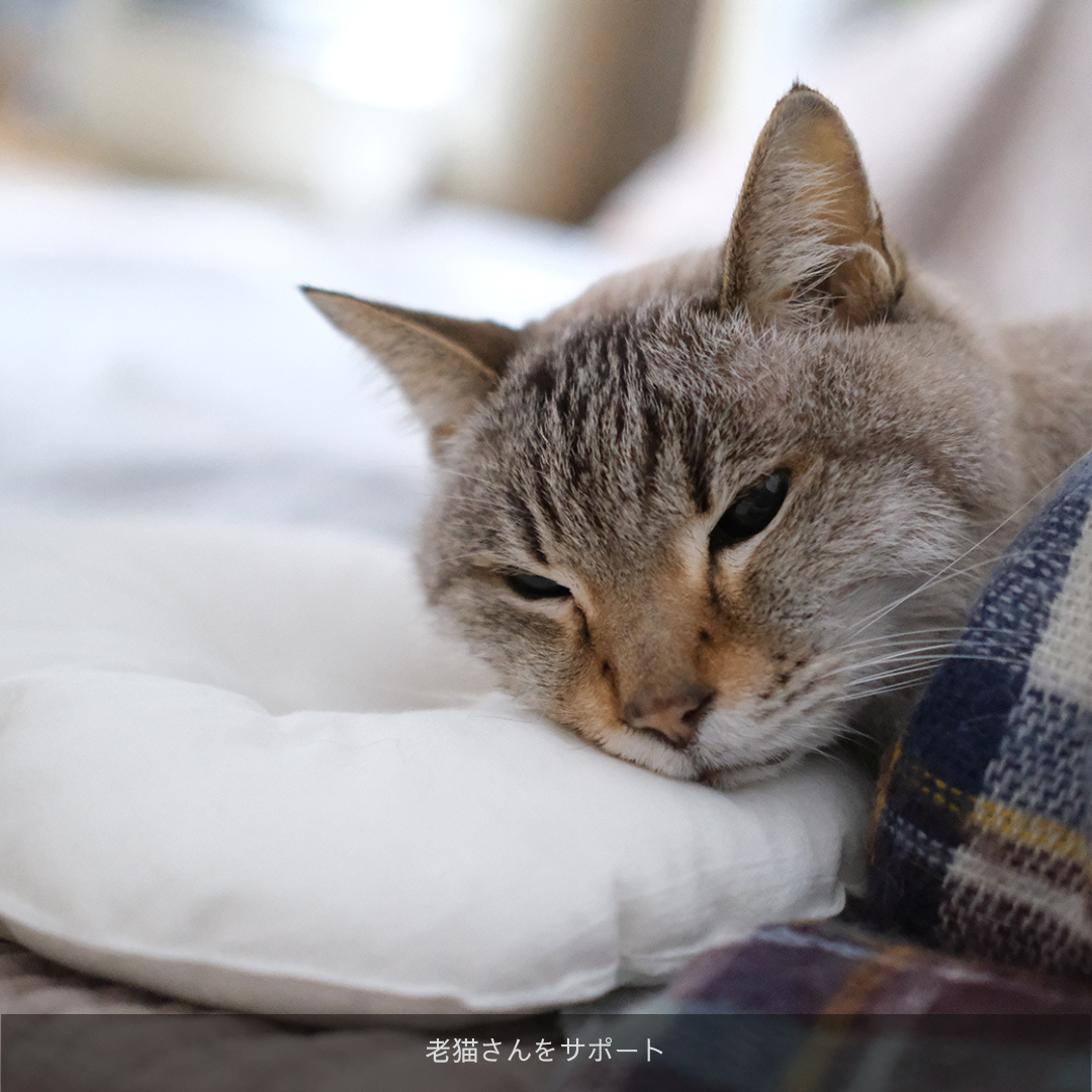 <img class='new_mark_img1' src='https://img.shop-pro.jp/img/new/icons5.gif' style='border:none;display:inline;margin:0px;padding:0px;width:auto;' />SUSTAINYA petit OZABUǭ