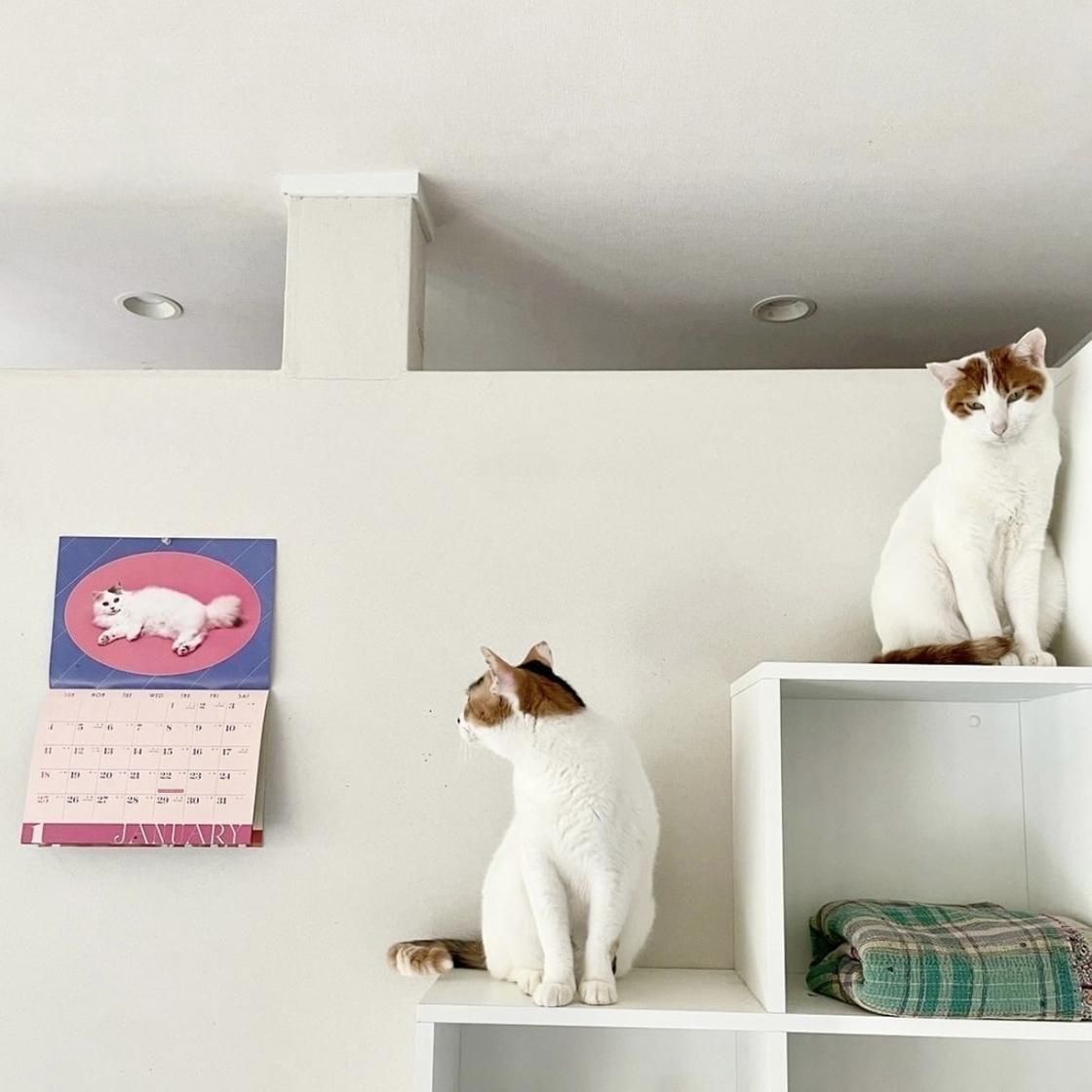 <img class='new_mark_img1' src='https://img.shop-pro.jp/img/new/icons5.gif' style='border:none;display:inline;margin:0px;padding:0px;width:auto;' />Precious Cat Memories Calendar ǭ̿ 2026ǯʼ̿