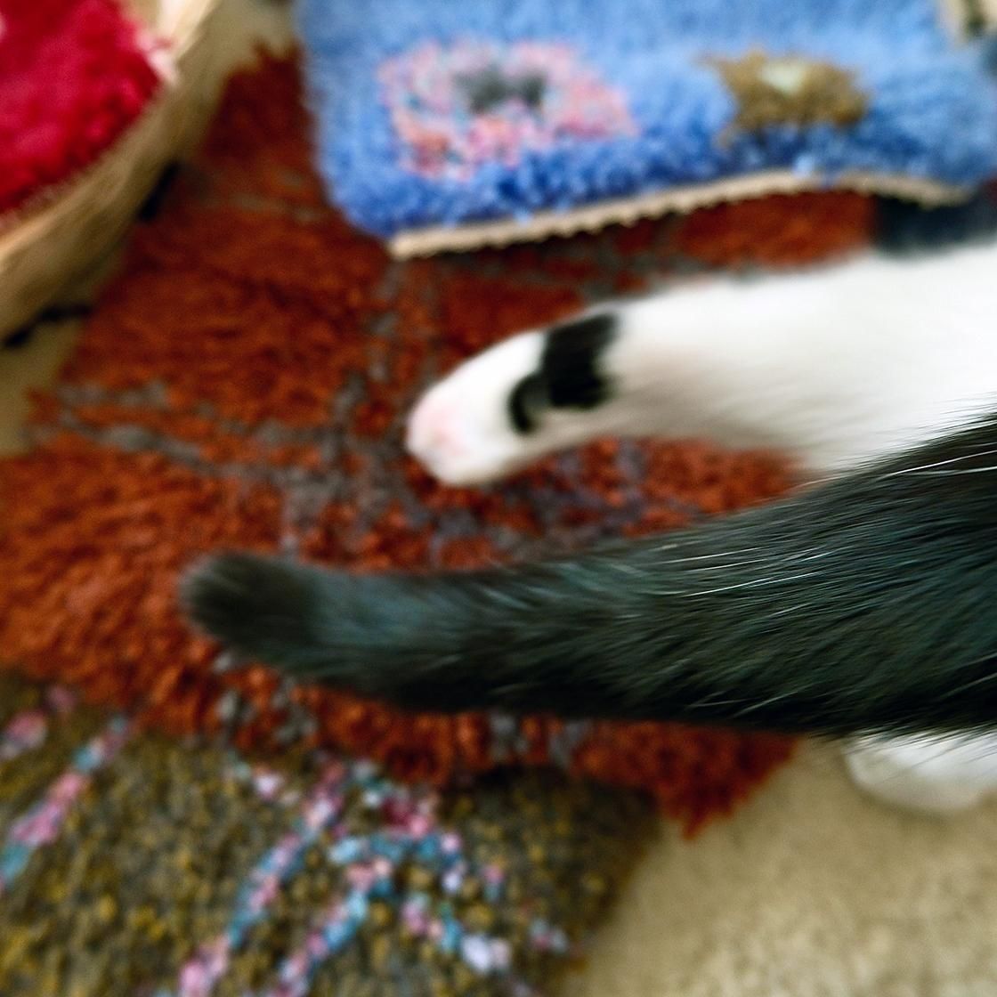 <img class='new_mark_img1' src='https://img.shop-pro.jp/img/new/icons5.gif' style='border:none;display:inline;margin:0px;padding:0px;width:auto;' />12/ȯءۥΥåƥ󥰿 CAT MAT / Pottery
