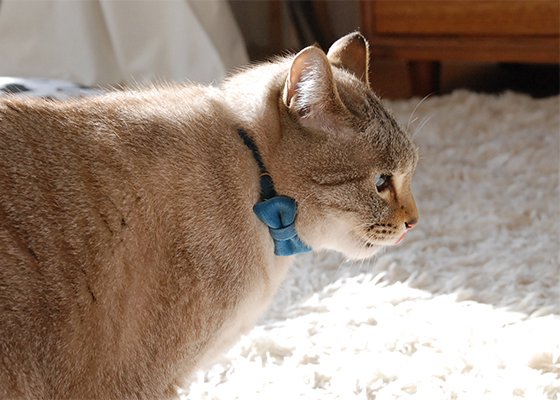 猫の首輪/やわらかベルベット【リボン付き/ブルー】