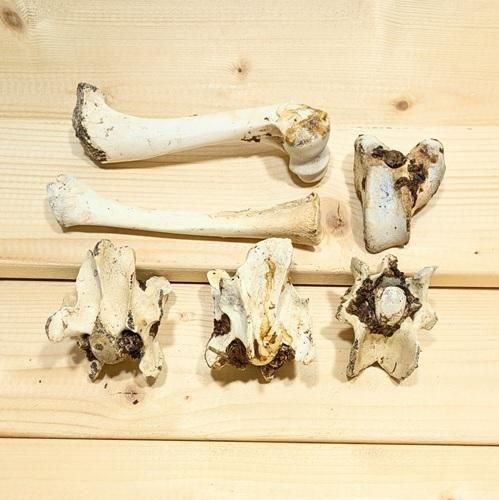 さくさく鹿ほね | 柔らかい犬用おやつ - 星空DogFood 鹿肉100