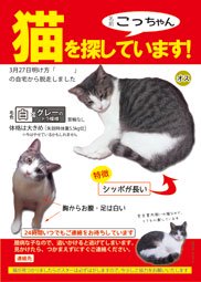 迷子猫　こっちゃん　ポスター