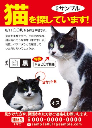 迷子ペットチラシ(500枚）-迷い猫・迷子犬探しなら、ポスター/チラシ制作「ねこてっくす」