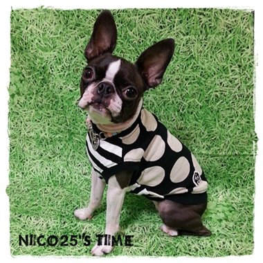 マカロンドットピスタチオ 犬服 Nico25 S Time にこにこず たいむ