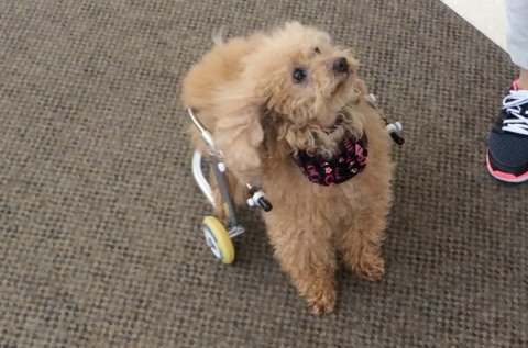 犬用車椅子「アルケリーオ」【中型犬用】 - 犬用車椅子の製作販売｜もえれ製作所LLC（北海道札幌市）