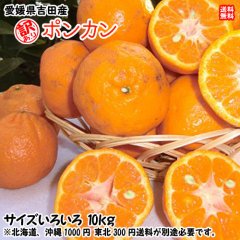 愛媛宇和島吉田産 家庭用 『 ポンカン 』 10kg 【送料無料】- 愛媛の