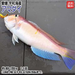 愛媛 ( 甘鯛 アマダイ ) 約800-1200g（1-3匹) 刺身 煮魚 焼魚 干物 送料無料 宇和海の幸問屋