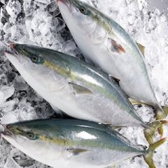 愛媛 佐田岬産 天然一本釣り 【 ブリ（ヤズ） 】 2-3kg （ 活き締め ） 送料無料 宇和海の幸問屋