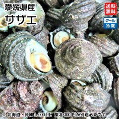 愛媛佐田岬産 天然 活き サザエ 1ｋｇ 送料無料 佐田岬海人士の贈り物 愛媛の特産品をお届け 宇和海の幸問屋 本店