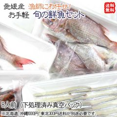 愛媛産 『 漁師におまかせ！お手軽鮮魚セット (8人前） 』【送料無料】 - 愛媛の特産品をお届け!宇和海の幸問屋　本店