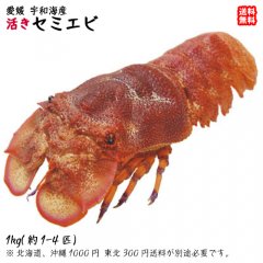 愛媛 宇和海産 天然 【 セミエビ 】（ 1-4尾 0.8-1kg ） 期間限定 10/1～4/30の漁期で水揚げあり次第 幻の海老 浜から直送  送料無料 宇和海の幸問屋