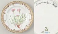 륳ڥϡ ե˥(1790-1960) ǥʡץ졼 Armeria vulgaris Willd