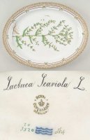 륳ڥϡ ե˥(1790-1960) Х륵ӥ󥰥ץ졼 Lactuca scariola L