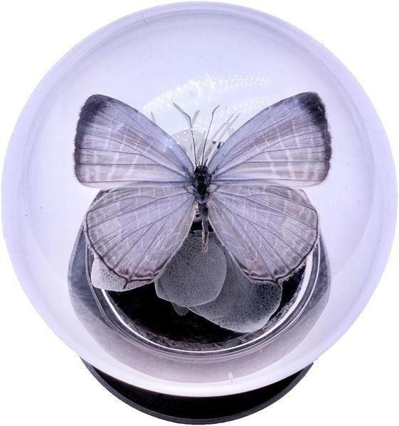 新商品 - 野口コイン株式会社