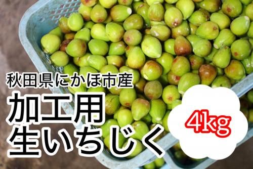 令和7年度産】加工用生いちじく2kg（秋田県にかほ市大竹産