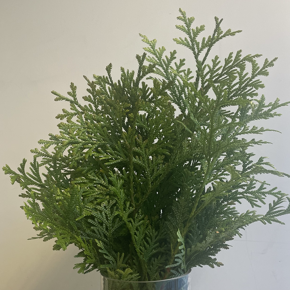 <img class='new_mark_img1' src='https://img.shop-pro.jp/img/new/icons1.gif' style='border:none;display:inline;margin:0px;padding:0px;width:auto;' />ĿҥФդä (