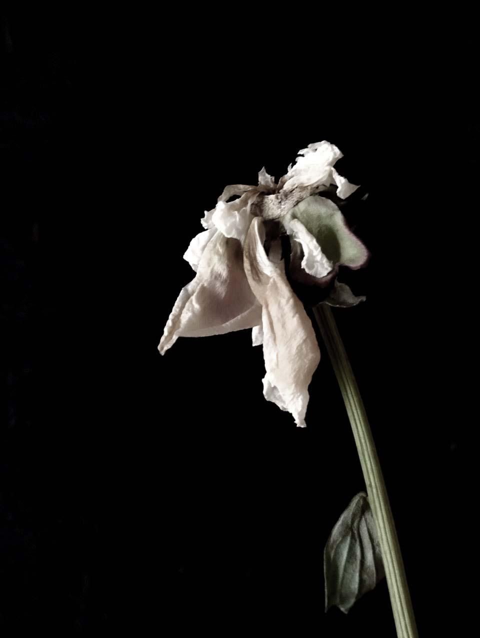 HUMI（フーミ） | 骨董・古美術 | アンティーク | Japanese