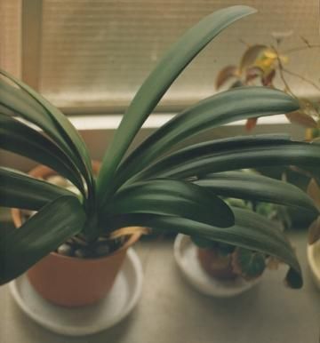 佐内正史 / 生きている