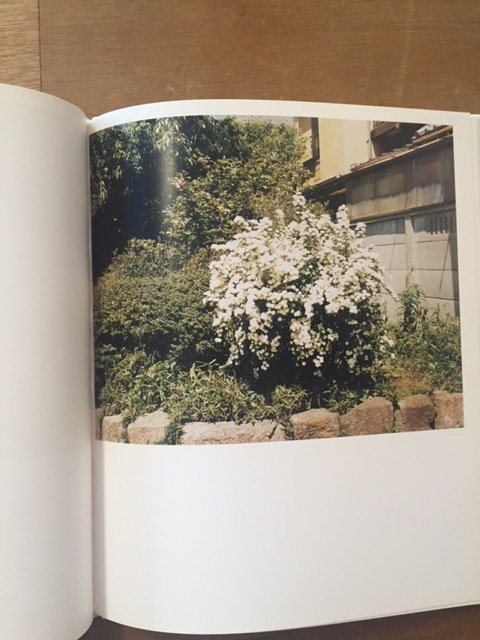 Shapes of Blooming / 鈴木親 Chikashi Suzuki - books used and new