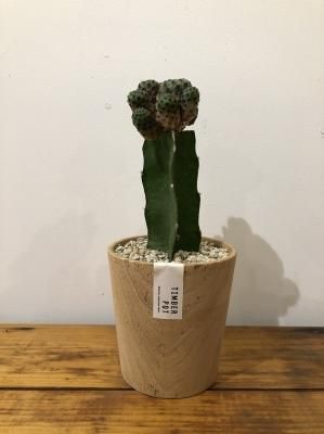 ĥܥƥ Timber Pot set