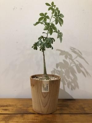 ǥ˥饦 Timber Pot set