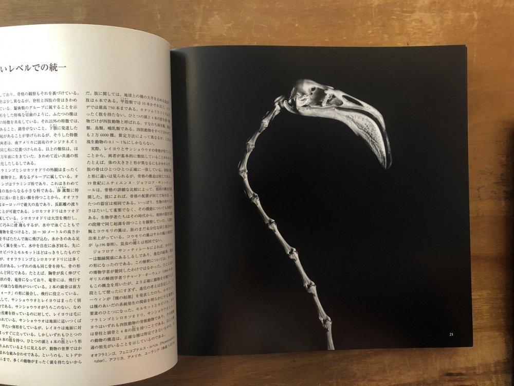 骨から見る生物の進化 EVOLUTION - books used and new, flower works 