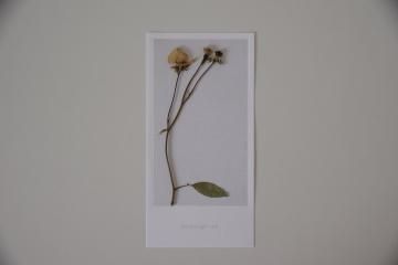 blackbird gift card ץ졼ХA