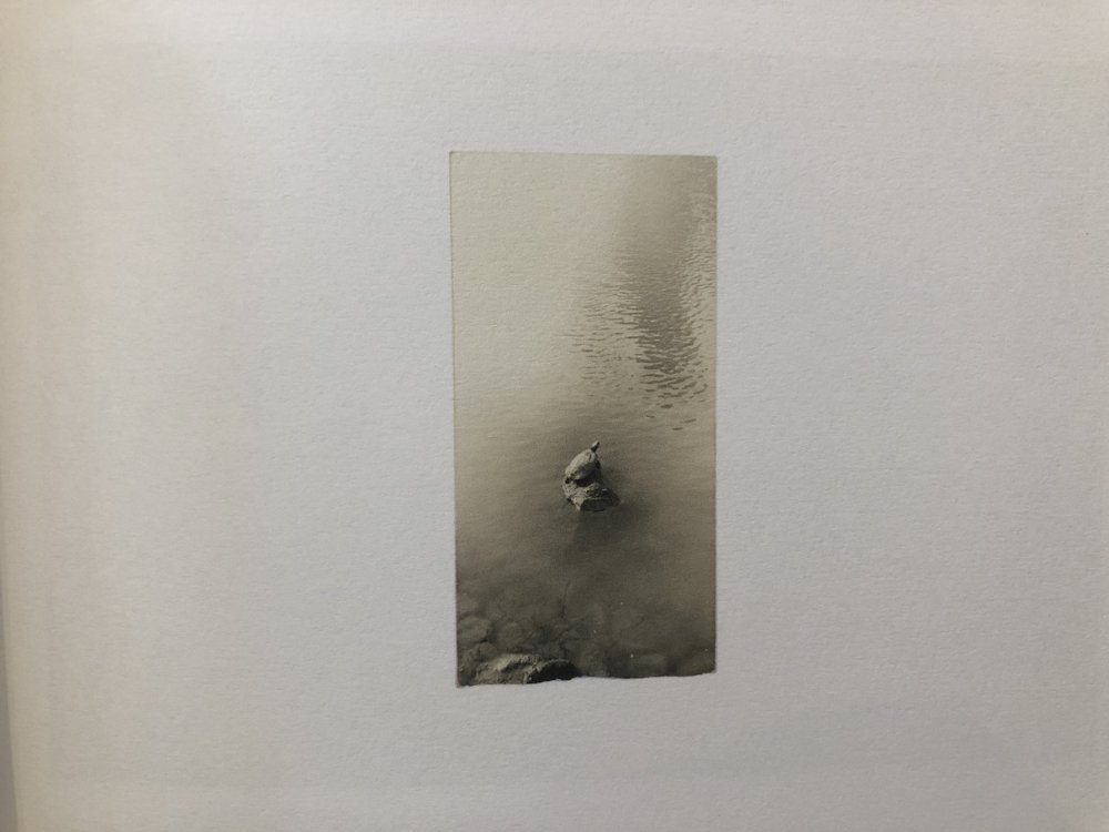 漣 SASANAMI / 山本昌男 Masao Yamamoto - books used and new, flower works :  blackbird books ブラックバードブックス