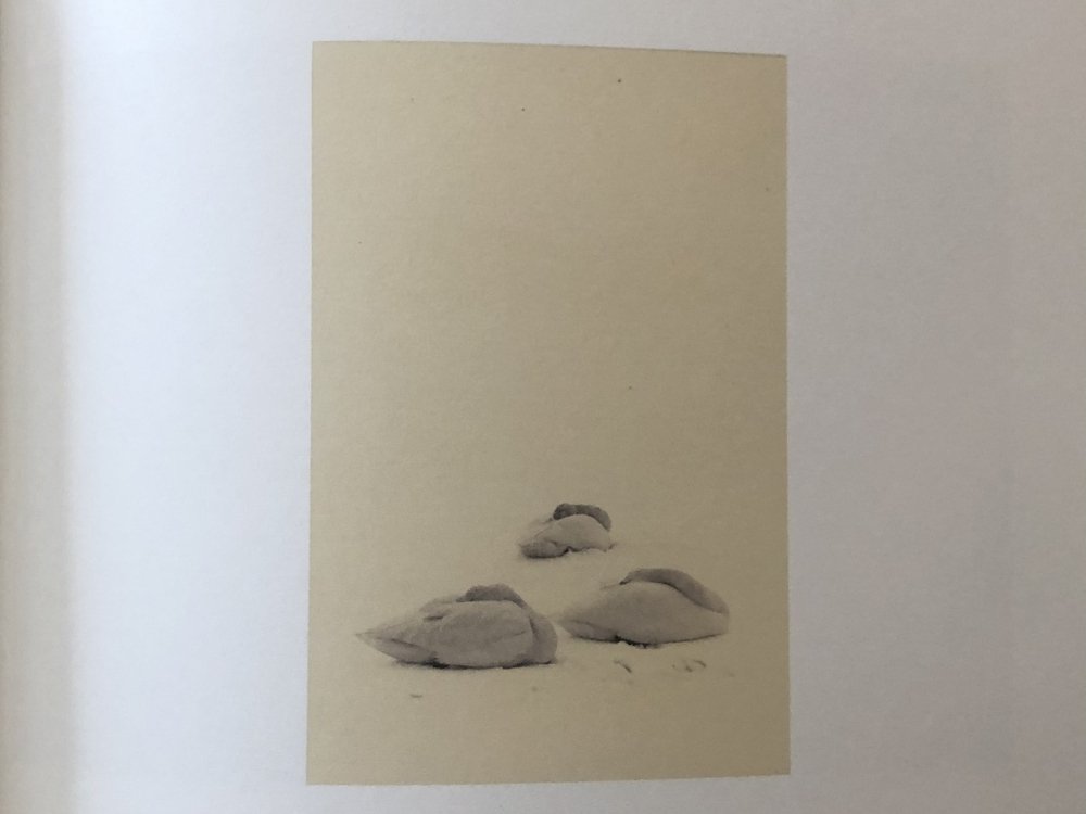 漣 SASANAMI / 山本昌男 Masao Yamamoto - books used and new, flower works :  blackbird books ブラックバードブックス