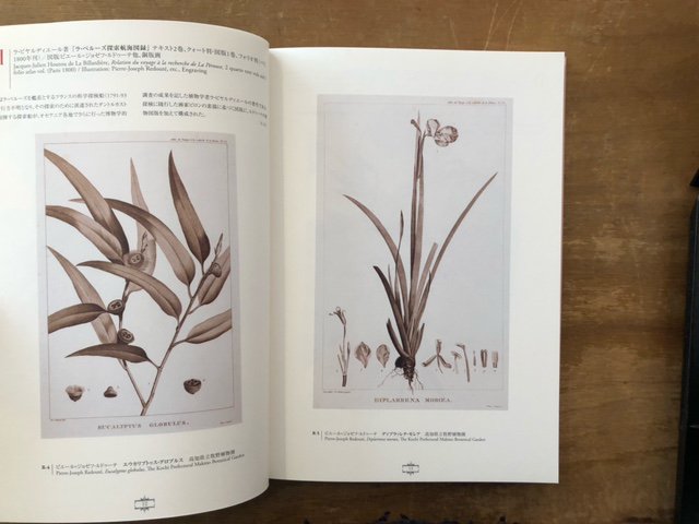 花の画家 ルドゥーテ『美花選』展 - books used and new, flower works