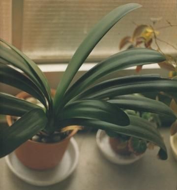 Ƥ /  Masafumi Sanai