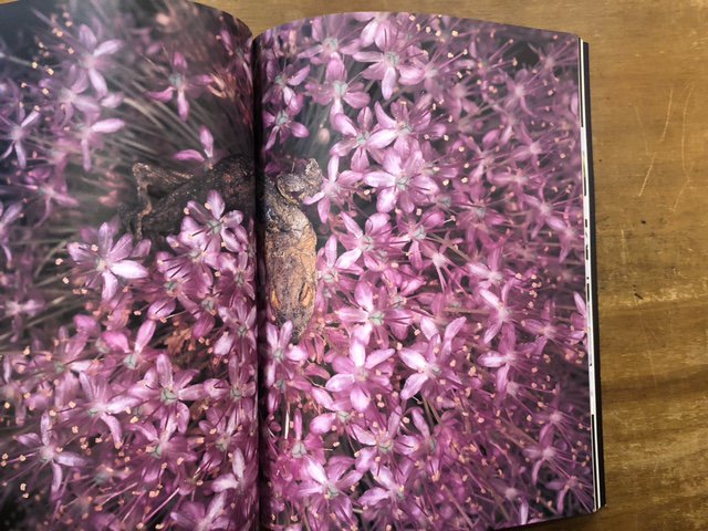 花人生 / 荒木経惟 Nobuyoshi Araki - books used and new, flower 