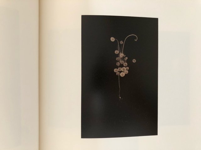 Small Things in Silence 小さきもの、沈黙の中で / Masao Yamamoto 山本昌男 - books used and  new, flower works : blackbird books ブラックバードブックス