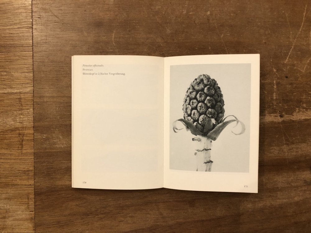 Urformen der Kunst / Karl Blossfeldt カール・ブロスフェルト