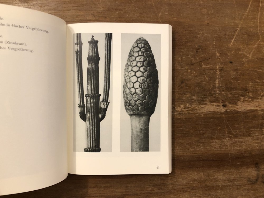 Urformen der Kunst / Karl Blossfeldt カール・ブロスフェルト - books used and new,  flower works : blackbird books ブラックバードブックス