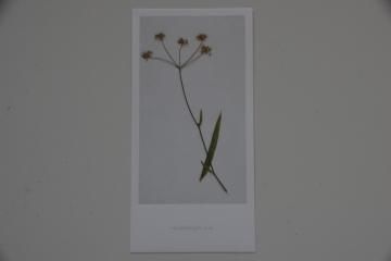 blackbird gift card ߥޥ