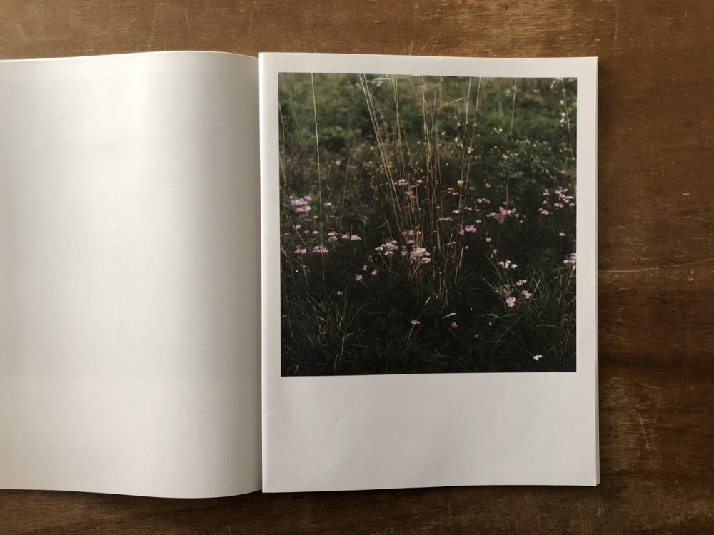 WIESE XXI-XLVIII / Anne Schwalbe アンネ・シュヴァルベ(Signed) - books used and new,  flower works : blackbird books ブラックバードブックス