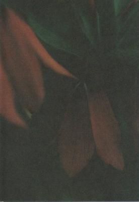 LALE / RYO TSUCHIDA ο