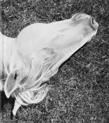 Megalith-Still / Mimi Plumb ミミ・プランブ