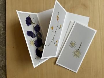 postal flower / didiscus white