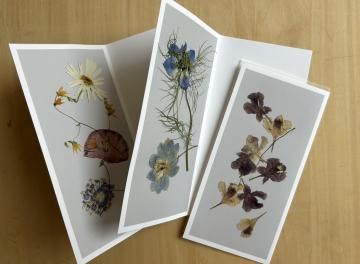 postal flower / scabiosa