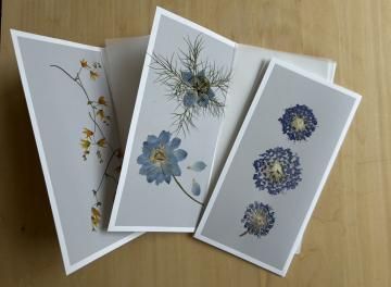 postal flower / didiscus